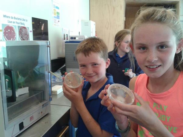 Students from Omarama School examine what's grown on their agar dishes after incubating them overnight in Lab in a Box