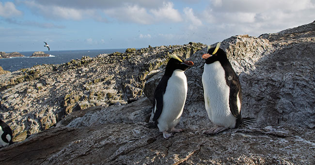 Erect-crested penguins are facing a tough future, with one of its two main populations shrinking. Photo credit: Tawaki Project