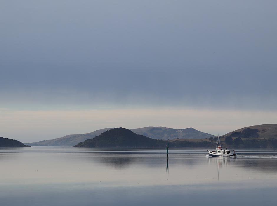 Monarch-at-Otago-Harbour