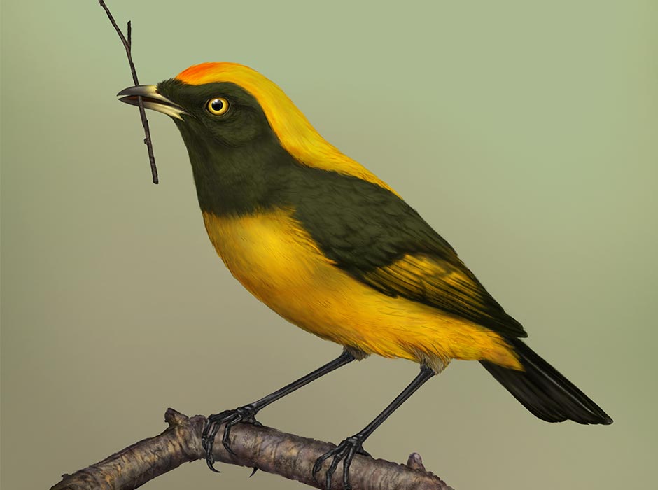 A reconstruction of Aeviperditus gracilis. Artwork by Sasha Votyakova, © Te Papa CC BY 4.0