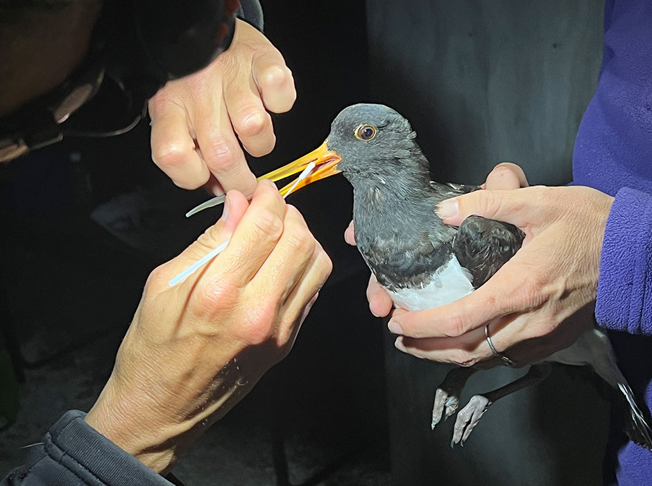 South Island pied oystercatcher Tōrea being swabbed image