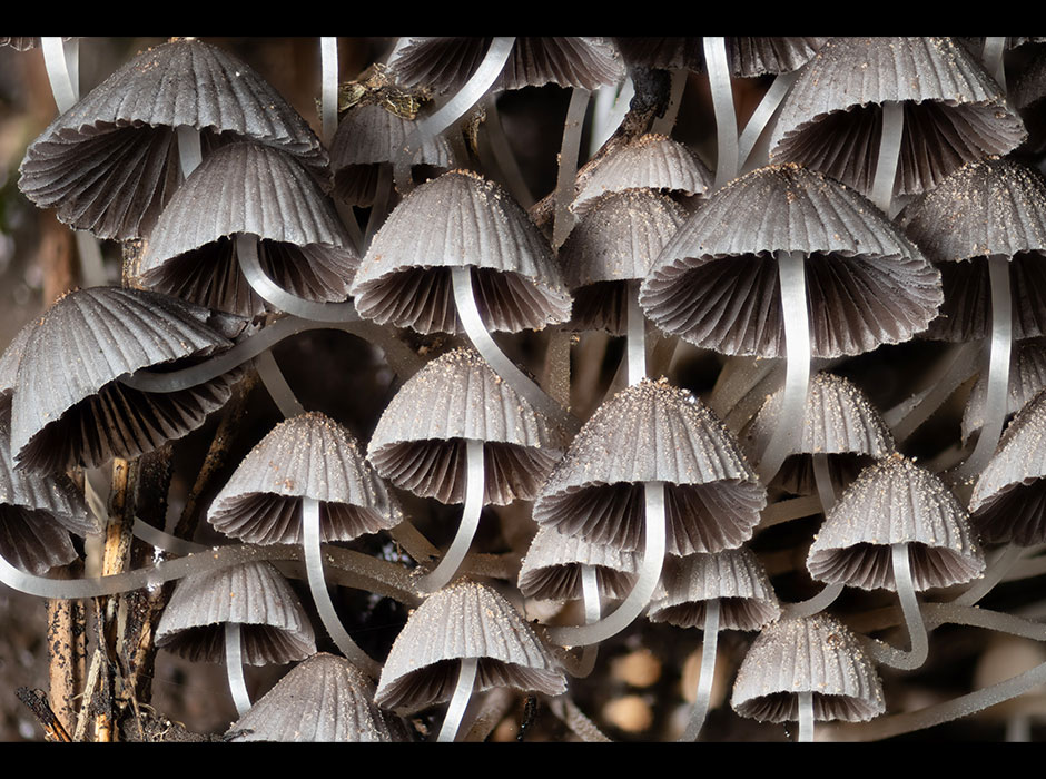 Fairy-ink-cap-mushrooms closeup