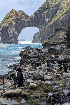 penguins in front of a cave