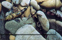 Fish on the Rocks