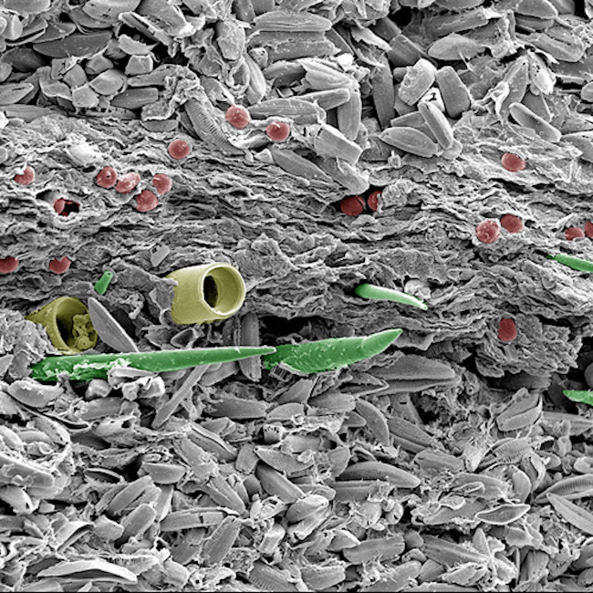 SEM volcanic lake sediment image