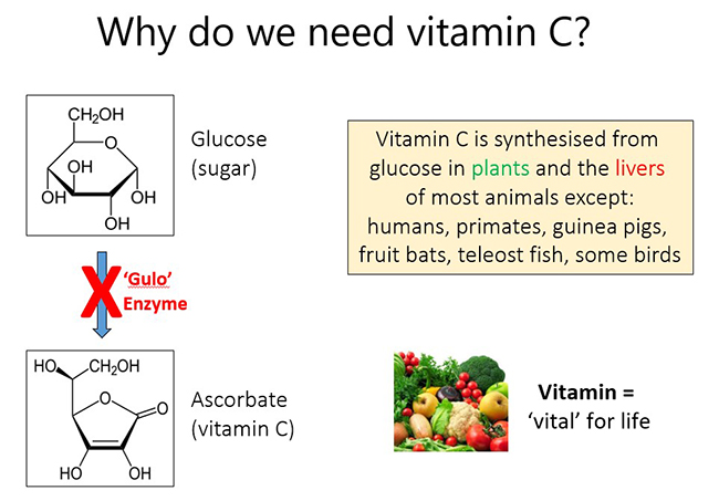 Why do we need vitamin C