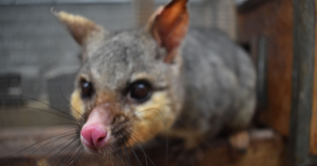 Photograph of a brushtail possum, a marsupial with grey-brown fur, pointed ears and a pointed pink nose with whiskers