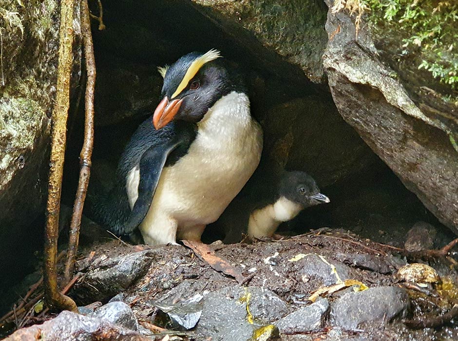 Father and chick Tawaki penguins. Photograph: Ursula Ellenberg