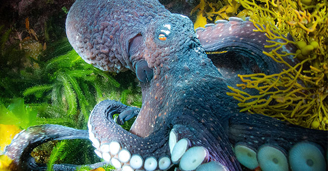 Octopus-underwater