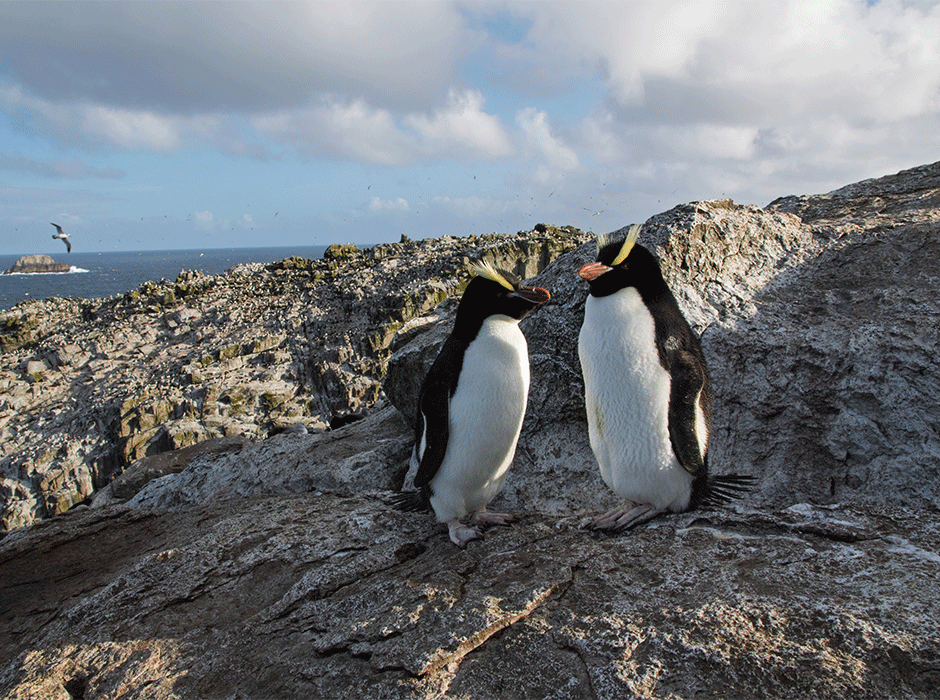 two penguins on rocks