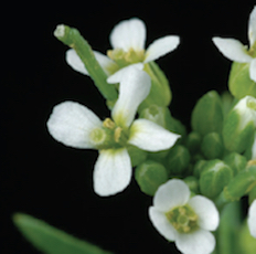 Arabidopsis flower specimen