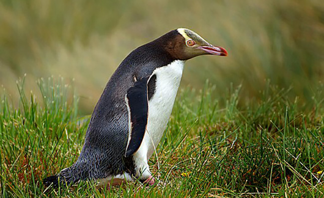 Yellow-eyed penguin walking through grass.