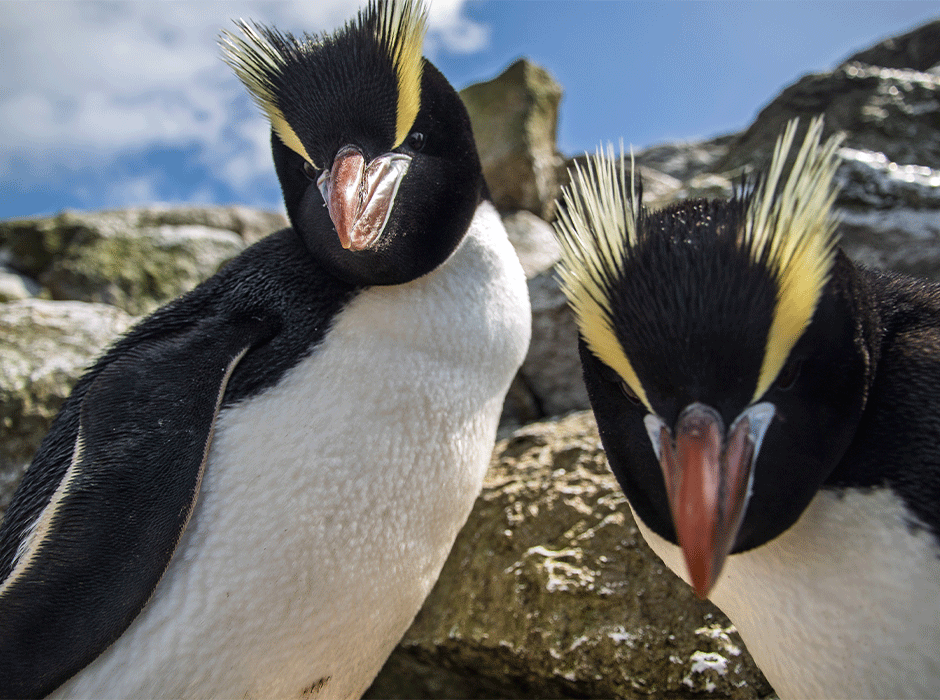 close-up of two penguins