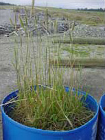 Rye corn in tailings + fertiliser