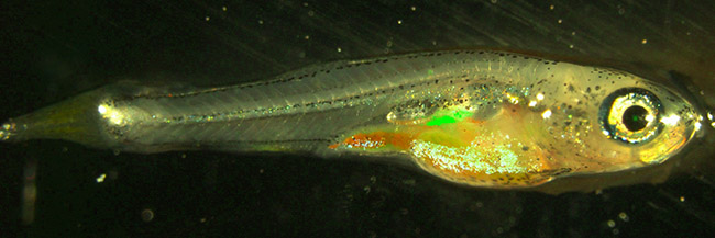Fishy fish image image