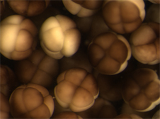 photograph of xenopus embryos at the eight cell stage as viewed dsown the microscope