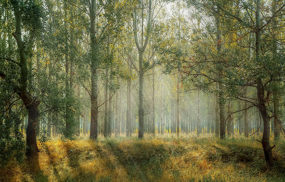 Image of forest with sunlight breaking through trees
