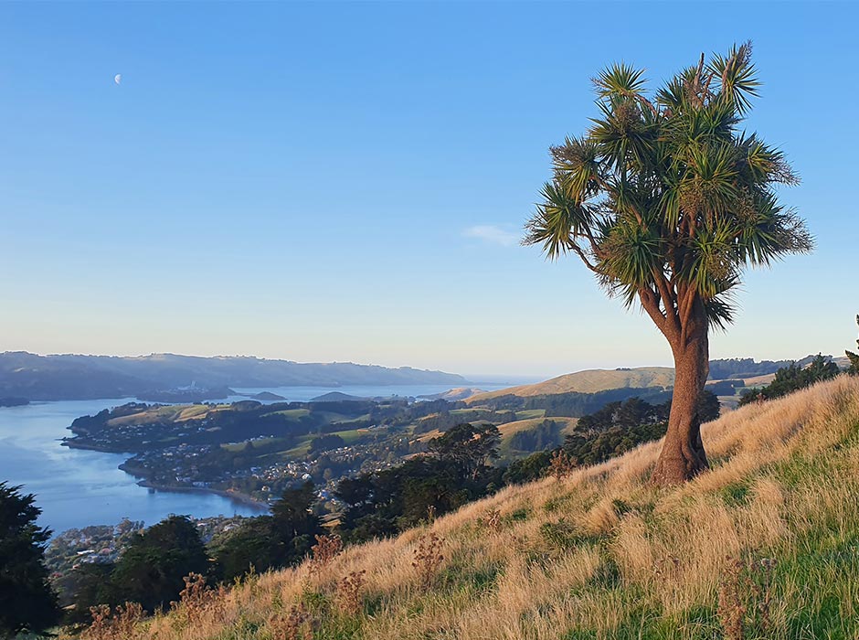 Cabbage-tree