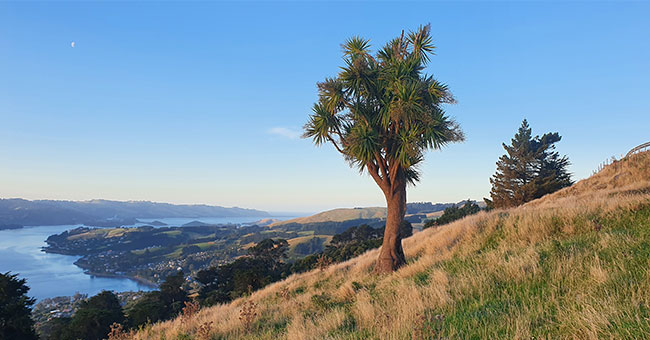 Cabbage-tree