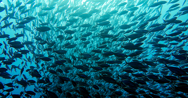 school of fish