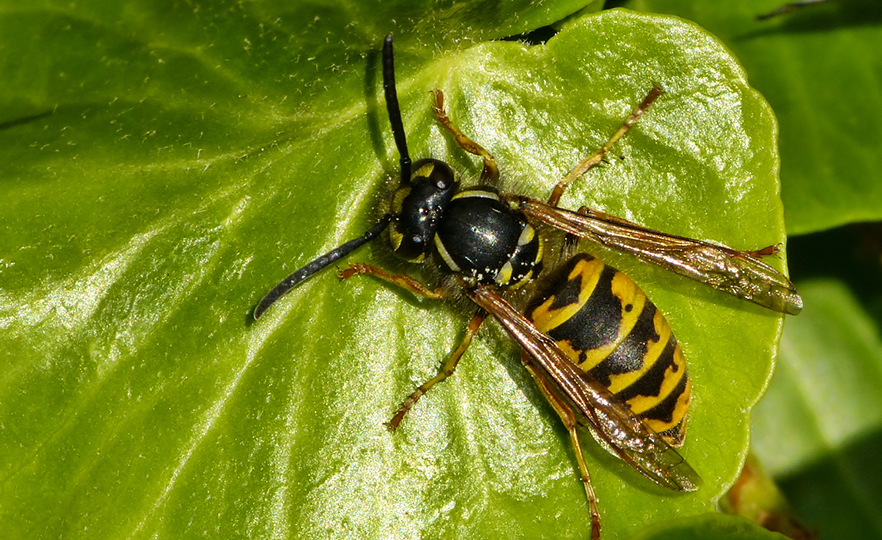 Wasp vulgaris image