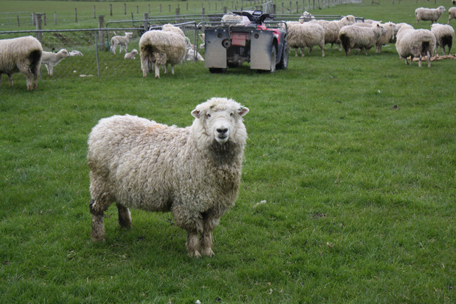 Sheep in paddock image