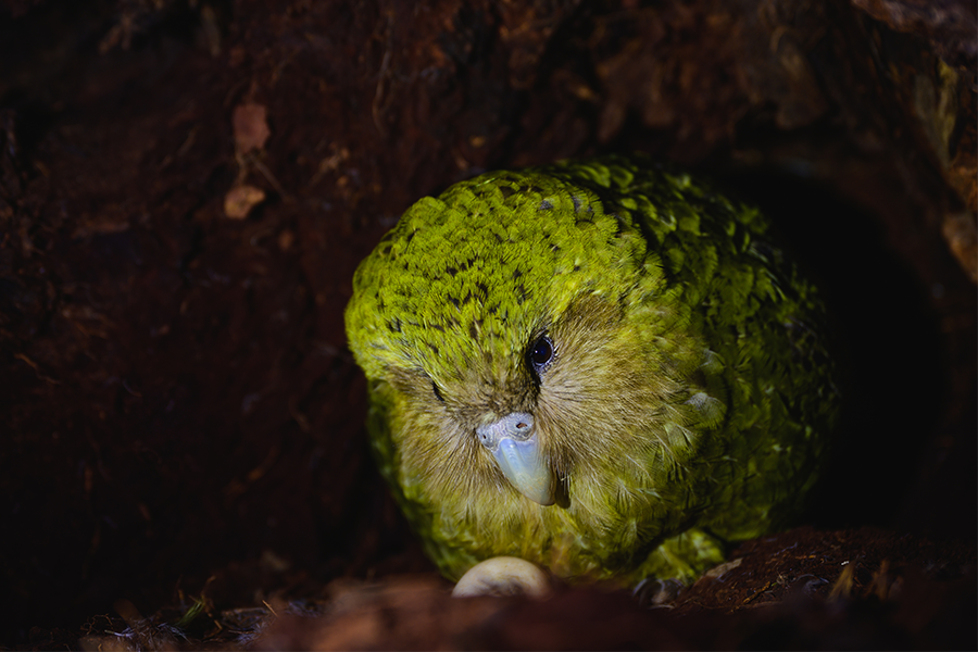 Kakapo Jake Osborne image nw