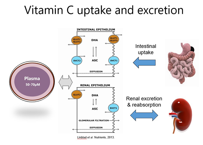 Vitamin C uptake and excretion