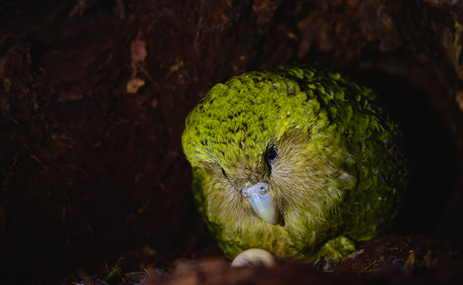 Kakapo Jake Osborne thumbnail nw