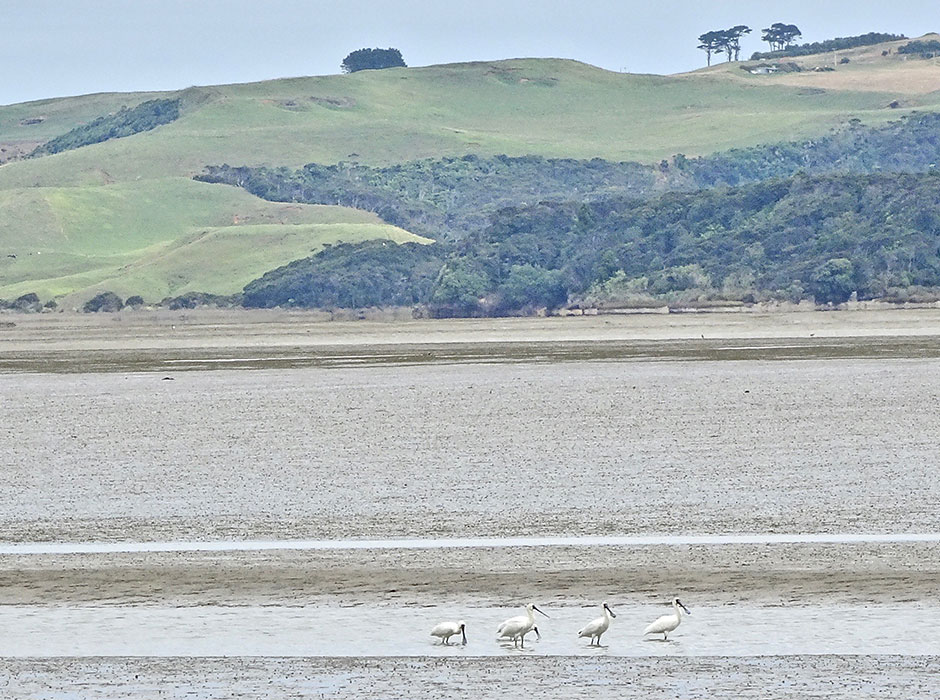 four spoonbills 