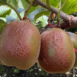 Kiwifruit on a vine