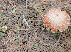 Two fungi in a forest floor