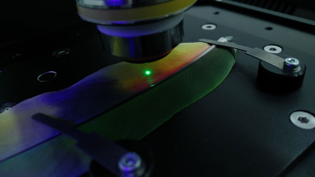 Parrot feather laser image