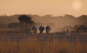 Nature winner - Joanna Hopkins - Endangered White rhinos in Botswana preview