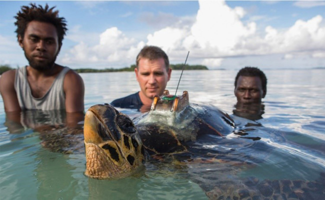 With a leatherback turtle in the Solomon Islands