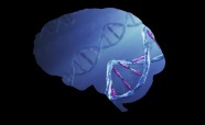 thumbnail-genes-brain-2