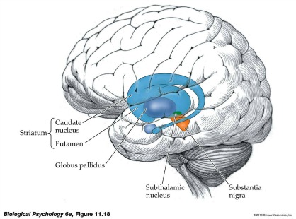 striatum highlighted blue within the outline of a brain