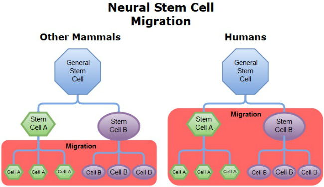NSS Migration in human development - cropped