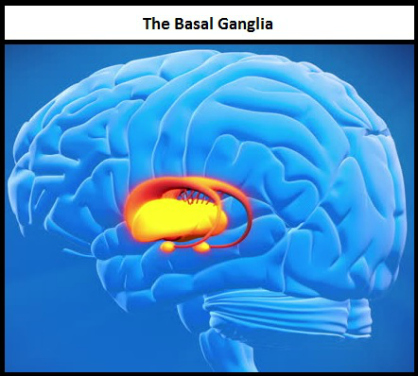 Basal ganglia edited