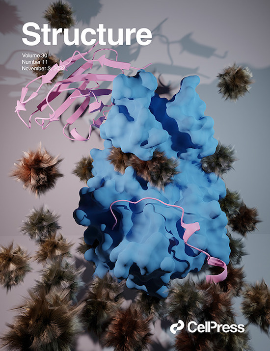 Cover image of the journal Structure featuring a protein representation in blue and pink surrounded by small brown fluffy objects known as tribbles.