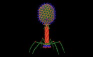 bacteriophage_tn