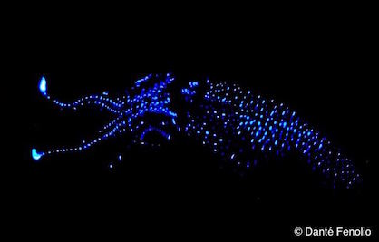 Firefly squid glowing blue in the dark.