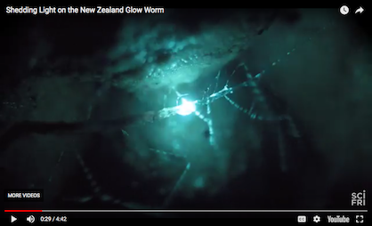 Screen grab from video of a glowworm in its slime hammock, glowing.