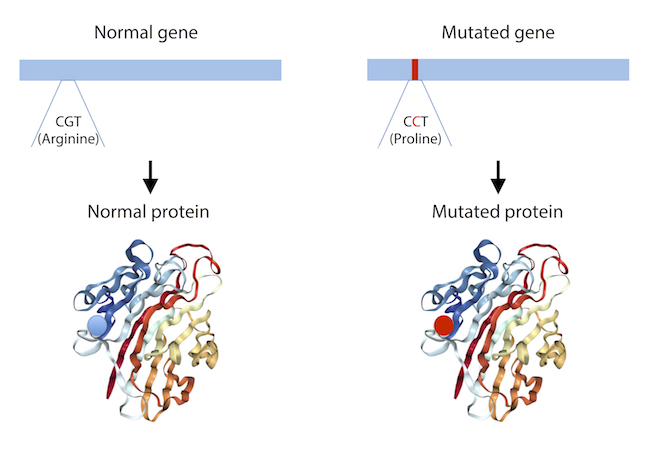 Schematic showing normal gene and its protein, and a mutated gene and its protein.