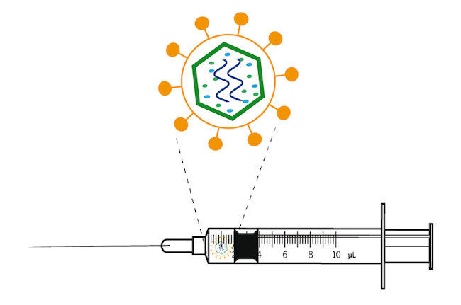 Schematic drawing of a syringe and needle containing a virus particle.
