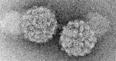 adeno-associated virus_226