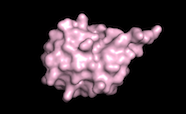 A surface model of the ubiquitin protein drawn using Pymol software.
