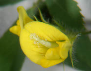Photo of Medicago truncatula flower