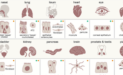 Link to cell types infected by coronavirus