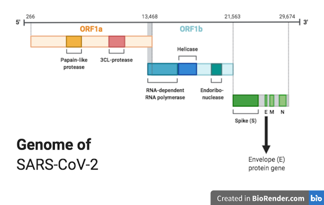 SARS-CoV-2 genome_650